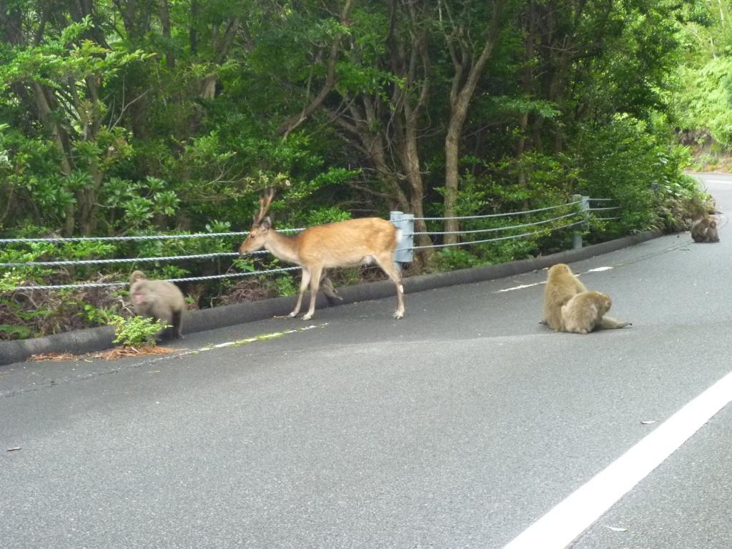 Minshuku Kaisei 1 Vandrerhjem Yakushima  Eksteriør bilde