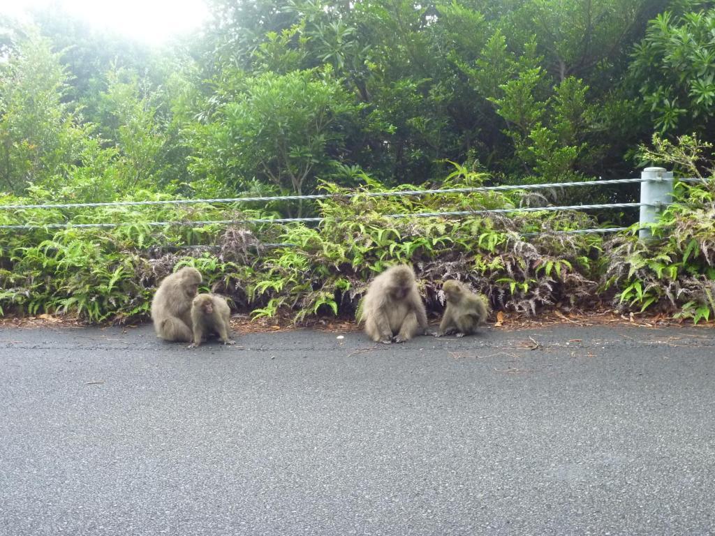 Minshuku Kaisei 1 Vandrerhjem Yakushima  Eksteriør bilde